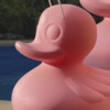 DUCK DUCK DRIJVENDE LED-LAMP SMALL pink editition 